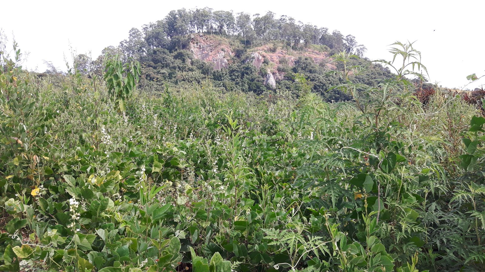 UA - Fazenda Serrinha - Parceiro IPÊ, Bragança Paulista/SP